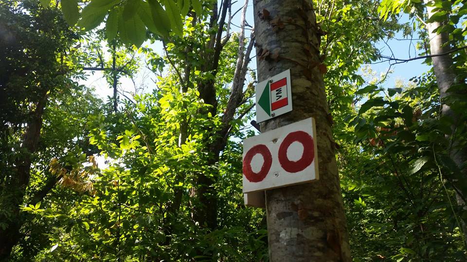 vmuscio